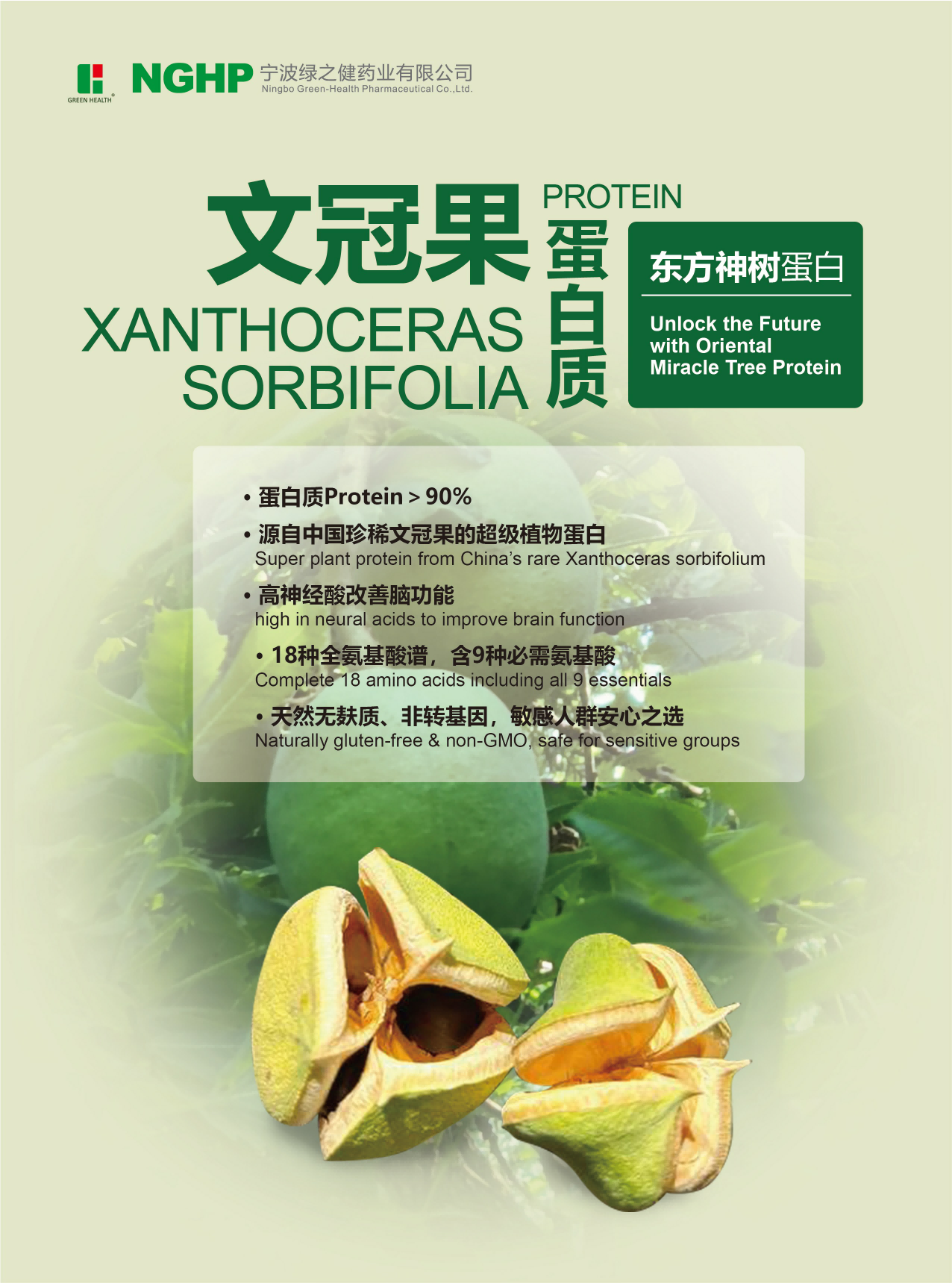 文冠果蛋白